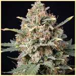 Candy Cane Autoflower Seeds additional image 2