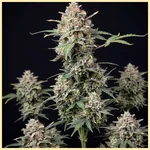 Candy Cane Autoflower Seeds featured image