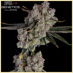Candy Games #38 Feminized Seeds additional image 1