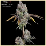 Arcade Mix Pack Weed Seeds additional image 3