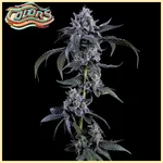 Candy Juice Feminized Seeds featured image
