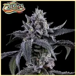 Candy Juice Feminized Seeds additional image 1