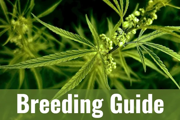 Advanced Cannabis Breeding: From Crosses to Stable Cultivars