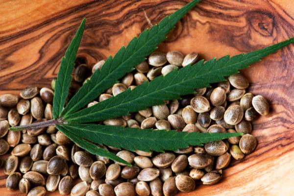 2025’s Top Cannabis Seed Breeders USA: Market Report