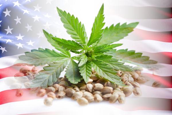 cannabis seeds with plant; U.S. flag background