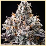 Cap Junky Feminized Seeds additional image 2