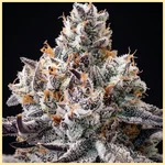 Cap Junky Feminized Seeds additional image 1