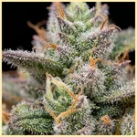 CBD ACDC (1:18) Feminized Seeds additional image 2