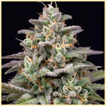 CBD ACDC (1:18) Feminized Seeds additional image 1