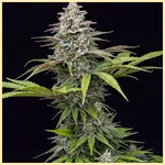 CBD ACDC (1:18) Feminized Seeds featured image