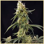 CBD Auto Ratio 1:30 Feminized Seeds additional image 1