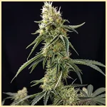 CBD Auto Ratio 1:30 Feminized Seeds featured image