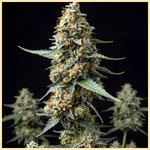 Autoflower CBD Mix Pack Seeds additional image 2