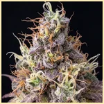 Cereal Milk Feminized Seeds additional image 1