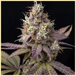 Cereal Milk Feminized Seeds featured image