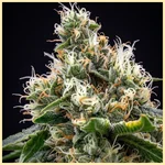 Chem '91 Feminized Seeds additional image 1