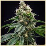 Chem '91 Feminized Seeds featured image