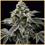 Baking Mix Pack Weed Seeds additional image 2