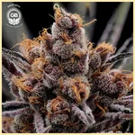 Cherry Gellyz Feminized Seeds additional image 1