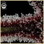Cherry Gellyz Feminized Seeds additional image 2