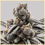 Cherry Limeaid Feminized Seeds additional image 1