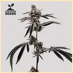 Cherry Limeaid Feminized Seeds featured image