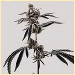 Cherry Limeaid Feminized Seeds additional image 2