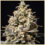 Choco Berry Feminized Seeds additional image 1