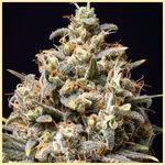 Choco Berry Feminized Seeds additional image 2