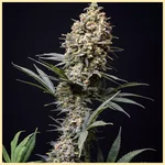 Choco Berry Feminized Seeds featured image