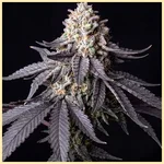 High Yield Mix Pack Weed Seeds additional image 3