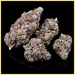 Cinderella 99 x Blueberry Fast Version Feminized Seeds additional image 2