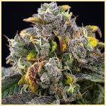 Cinderella 99 x Blueberry Fast Version Feminized Seeds additional image 1