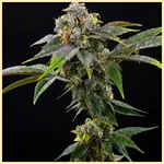 Cinderella 99 x Blueberry Fast Version Feminized Seeds featured image