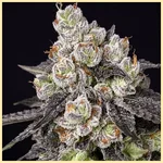 Cookie Dough Glue Autoflower Seeds additional image 1