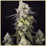 Cookie Dough Glue Autoflower Seeds featured image