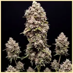 Cristal Metal Autoflower Seeds featured image