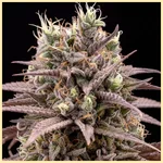 Critical Autoflower Seeds additional image 1