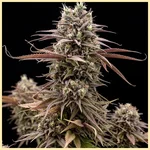 Critical Autoflower Seeds featured image