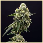 Critical Jack Feminized Seeds featured image