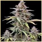Autoflower CBD Mix Pack Seeds additional image 1