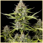 Power Mix Pack Weed Seeds additional image 1