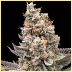 Critical x Gorilla Glue Autoflower Seeds additional image 1