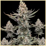 Critical x Gorilla Glue Autoflower Seeds featured image