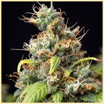 Critical x Mazar Autoflower Seeds additional image 1