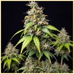 Critical x Mazar Autoflower Seeds featured image