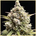 Crystal Feminized Marijuana Seeds additional image 1