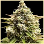 Bling Mix Pack Weed Seeds additional image 3