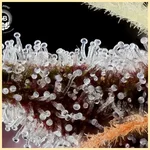 Dante’s Haze Feminized Seeds additional image 1