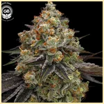 Dante’s Haze Feminized Seeds featured image